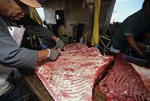 Fishermen: Fisherman butchers Manta ray