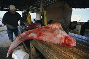 Fishermen: Fisherman butchers Manta ray