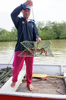 Mangroves: Fisherman catching Mangrove's Crabs on the river Salak