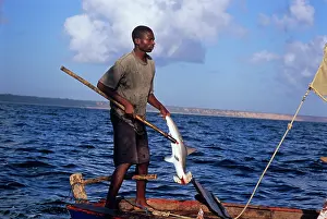 Mozambique: Fisherman gaffs Hammerhead Shark