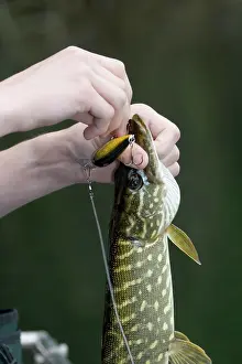 Bait: Fisherman releasing Pike from hook as it has not