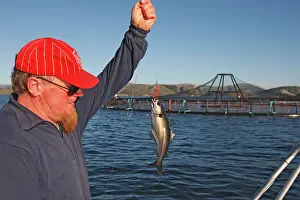 Anglers: Fisherman - with Saithe / Coalfish / Coley / Pollack