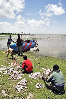 Catfishes: Fishermen - with catch of Tilapia and cat fish