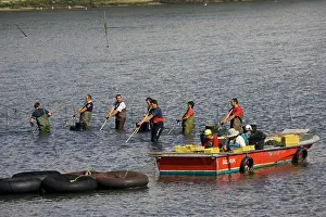 Raking: Fishermen - raking shellfish from shallow water
