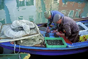 Sorting: Fishermen - sorting catch on back of boat