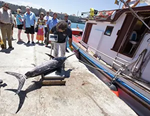 Unloading: Fishermen unloading and weighing their catch of swordfish