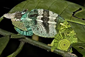 Fischeri: Fisher's two-horned Chameleon - male
