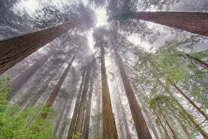 Towering: Fisheye view skyward in redwood forest, Redwood