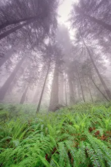 Towering: Fisheye view skyward in redwood forest, Redwood