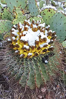 Fishhook: Fishhook Barrel Cactus - blossoms in snow after