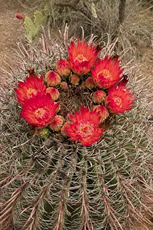 Fishhook: fishhook barrel cactus, Ferocactus wislizeni, Arizona