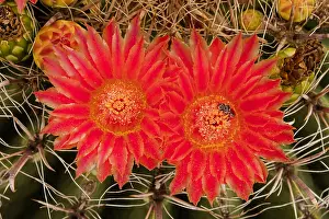 Fishhook: fishhook barrel cactus, Ferocactus wislizeni