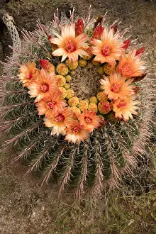 Spines: fishhook barrel cactus, Ferocactus wislizeni, Arizona