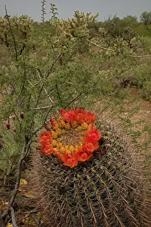 Spines: fishhook barrel cactus, Ferocactus wislizeni, Arizona