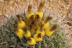 Fishhook: Fishhook Barrel Cactus in fruit