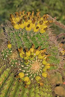 Fishhook: Fishhook Barrel Cactus - Unusual growth form