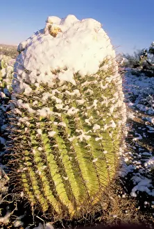 Compass: Fishhook Barrel / Compass Barrel Cactus