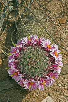 Fishhook: Fishhook Pincushion Cactus