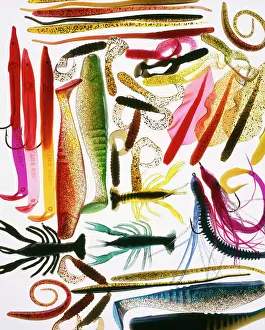 Anthony Harrison: Fishing - Artificial Lures, soft plastic