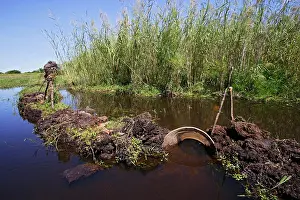 Tradtional: Fishing in Bangweuleu Marsh - traps to catch fish
