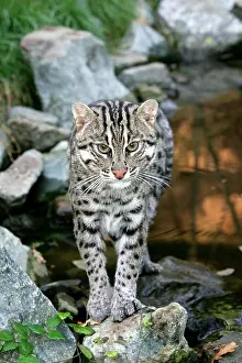 Prionailurus: Fishing Cat