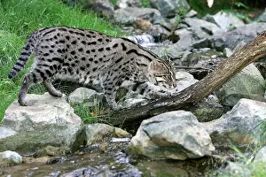 Prionailurus: Fishing Cat