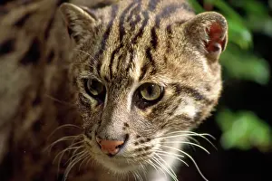 Prionailurus: Fishing Cat