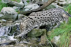 Prionailurus: Fishing Cat - crossing stream