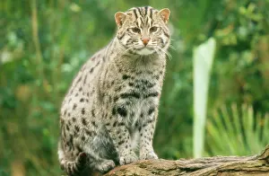 Prionailurus: Fishing Cat - Perched on log
