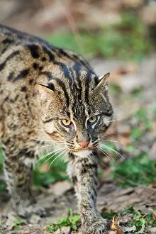 200722: Fishing cat (Prionailurus viverrinus), walking