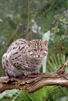 Prionailurus: Fishing Cat - sitting on branch