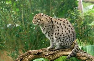 Prionailurus: Fishing Cat - sitting on branch