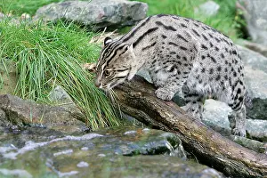 Prionailurus: Fishing Cat - by stream
