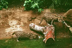 Prionailurus: FISHING CATS - X2 fishing from riverbank
