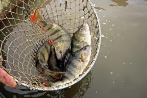 Perches: Fishing - caught Perch in net