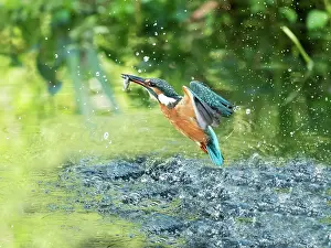 Emerge: Fishing Common kingfisher (Alcedo atthis) emerging