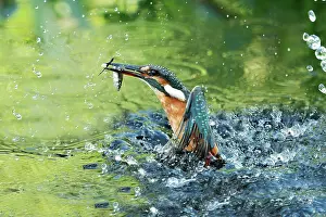 Emerge: Fishing Common kingfisher (Alcedo atthis) emerging