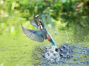 Emerge: Fishing Common kingfisher (Alcedo atthis) emerging
