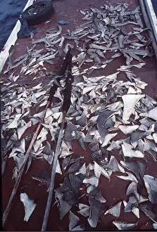 Drying: FISHING - dried shark fins, long lined