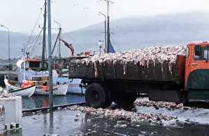 Harbours: FISHING - fish loaded onto trailer