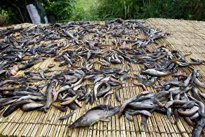 Catfishes: Fishing - fish, mainly catfish, drying on platform