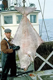 Size: Fishing - fisherman with Atlantic Halibut