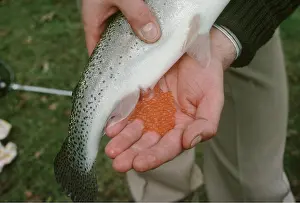 Hands: FISHING - RAINBOW TROUT OVA