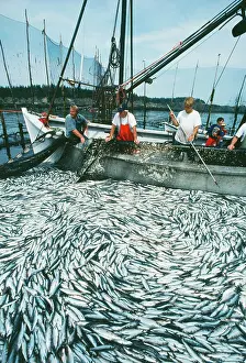 Weir: FISHING - Seining a Herring weir