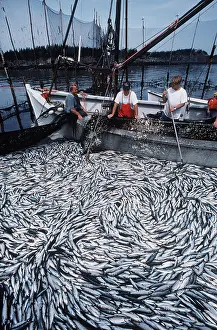 Harbours: FISHING - Seining a Herring weir