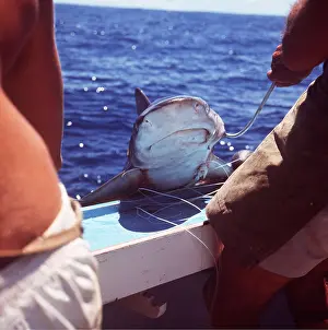 Hauled: Fishing for shark - caught shark being hauled onto boat