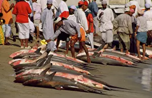Richard Porter: Fishing - Sharks, the morning catch