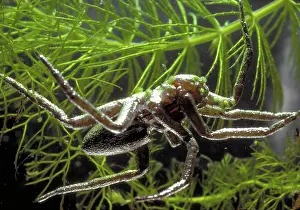 Dolomedes: Fishing Spider