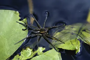 Dolomedes: Fishing Spider