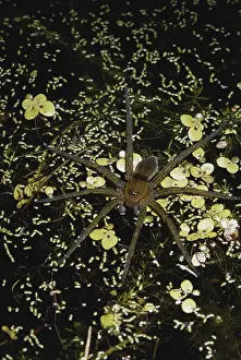 Dolomedes: Fishing Spider